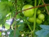 07-11-14_BetterBoy_Mass_Of_Tomatoes_05