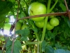 07-11-14_BetterBoy_Mass_Of_Tomatoes_06