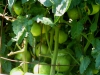07-11-14_BetterBoy_Mass_Of_Tomatoes_08