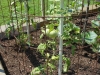 07-11-14_Just_Planted_Beefsteak_Tomato_Plants_01