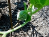 07-11-14_Just_Planted_Tigger_Melon_Plant_01