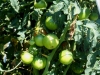 07-11-14_Tomatoes_New_Garden_01