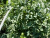07-11-14_Tomatoes_New_Garden_03