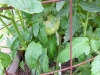08-01-2014_One_Month_Old_Beefsteak_Plant_02