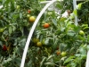 08-01-2014_Tomato_Plants_New_Garden_04