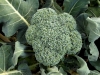 12-01-2014 Broccoli 01