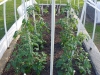 04-21-2015 Garden 1 Better Boy Tomatoe Plants 01.jpg