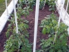 04-21-2015 Garden 2 Tomatoe Plants 01.jpg