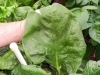 04-24-2014 Giant Spinach Leaves 01.jpg