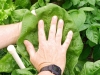 04-24-2014 Giant Spinach Leaves 02.jpg