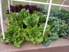 05-05-2015 Garden 2 Lettuce Spinach Potatoes 01.jpg
