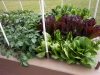 05-05-2015 Garden 2 Lettuce Spinach Potatoes 02.jpg