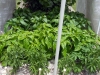 05-26-2015 Garden No 1 Stevia and Pepper Plants 01