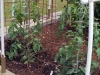 05-26-2015 Garden No 2 New Better Boy Tomato Plants