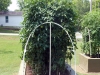 06-24-2015 Garden 01 Better Boy Tomato Plants 01
