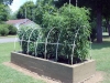 06-24-2015 Garden 02 Better Boy Tomato Plants 02