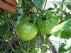 06-24-2015 Garden 02 Better Boy Tomato Plants 03