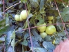 06-25-2015 Garden 01 Better Boy Tomatoes 02