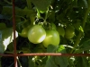 06-25-2015 Garden 01 Husky Cherry Red Tomatoes 01