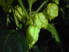 06-25-2015 Garden 01 Trinidad Scorpion HOT Peppers 01