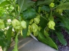 06-25-2015 Garden 01 Xaman Rojo HOT Peppers 01