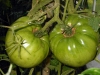 06-25-2015 Garden 02 Better Boy Tomatoes 01