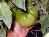 06-25-2015 Garden 02 Better Boy Tomatoes 02