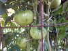 06-25-2015 Garden 02 Better Boy Tomatoes 03