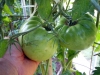 06-25-2015 Garden 02 Better Boy Tomatoes 09