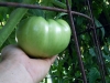 06-25-2015 Garden 02 Better Boy Tomatoes 11