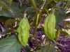 06-25-2015 Garden 02 Ghost HOT Peppers 01