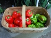 06-26-2015 Bell Peppers 01
