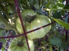 07-03-2015 Garden No 2 Big Zak Tomato 01