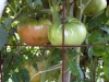 07-03-2015 Garden No 2 Giant Better Boy Tomatos 01