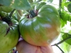 07-03-2015 Garden No 2 Giant Better Boy Tomatos 02