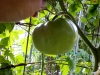 07-03-2015 Garden No 2 Giant Better Boy Tomatos 03