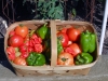 Basket of Peppers and Tomatoes 01