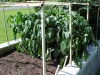 3ft_bell_pepper_plants_01