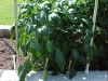 3ft_bell_pepper_plants_02
