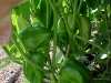 3ft_bell_pepper_plants_03
