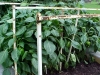 4ft_bell_pepper_plants_01