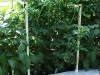 4ft_cherry_tomato_plants_01