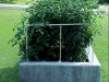 5ft_betterboy_tomato_plants01
