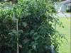 5ft_betterboy_tomato_plants02