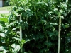 5ft_cherry_tomato_plants_01