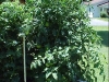 6ft_betterboy_tomato_plants01