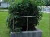 7ft_betterboy_tomato_plants01