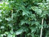 7ft_cherry_tomato_plants_01