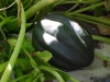 acorn_squash_growing_01