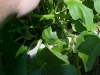 acorn_squash_growing_02
